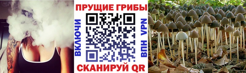 Галлюциногенные грибы Cubensis Павловский Посад